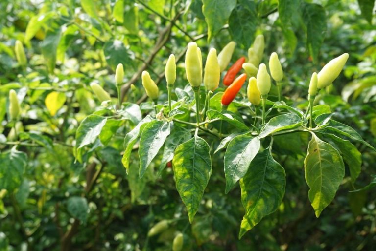 CSR Pertamina Hulu Mahakam Adopsi Model Pekarangan Pangan Lestari