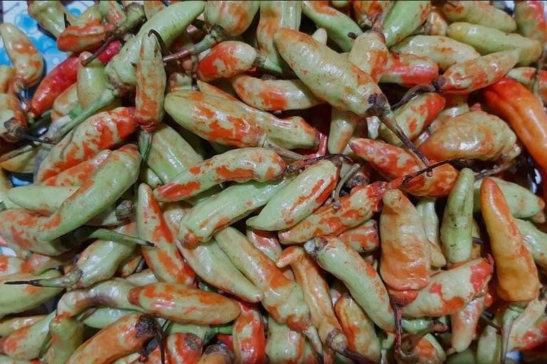 Beredar Cabai Berpewarna, Dirjen Hortikultura: Masyarakat tidak Perlu Resah, Oknum Sudah Tertangkap