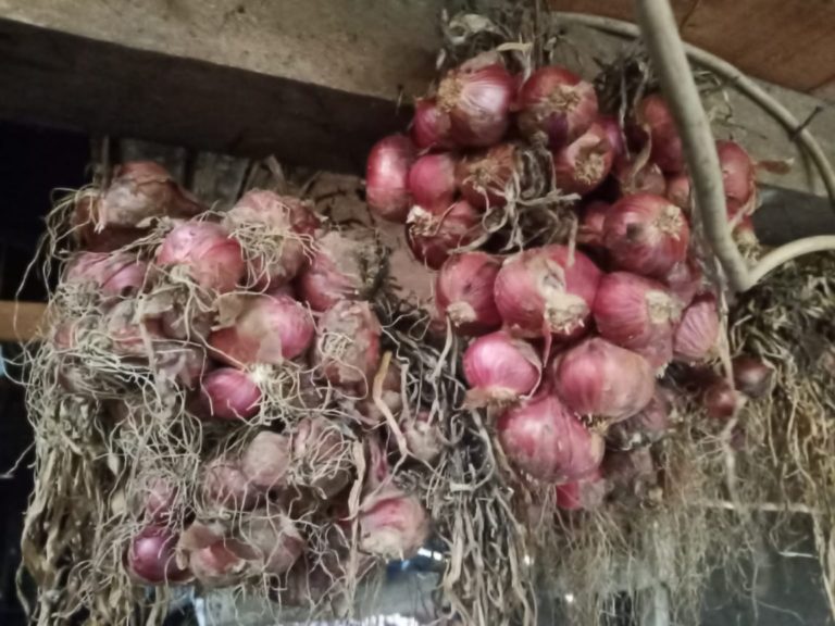 Kepahiang Siap Jadi Sentra Bawang Merah di Sumatera