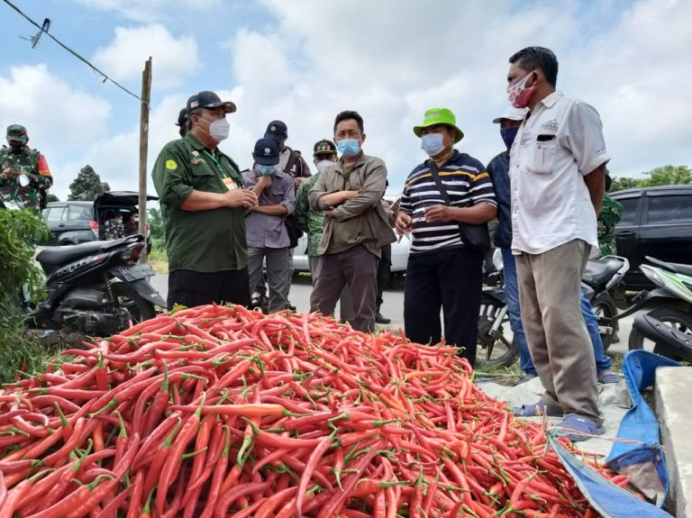 Kementan: Harga Cabai Akan Segera Pulih