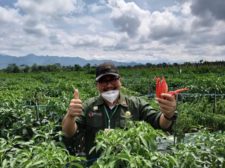 Panen Cabai, Dirjen Hortikultura Pastikan Pasokan Cabai Aman