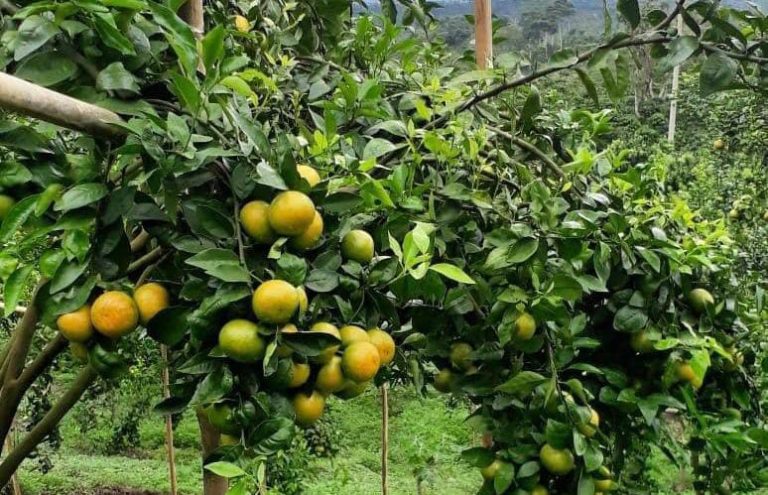 Kementan Inisiasi Pengembangan 1.000 Kampung Hortikultura