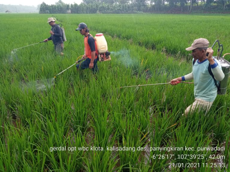 Kawal Pengamanan Produksi Padi, Tim Kementan Lakukan Pendampingan di Subang