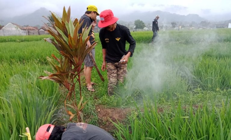 Kementan Kawal Pengendalian Hama Tikus di Ciamis
