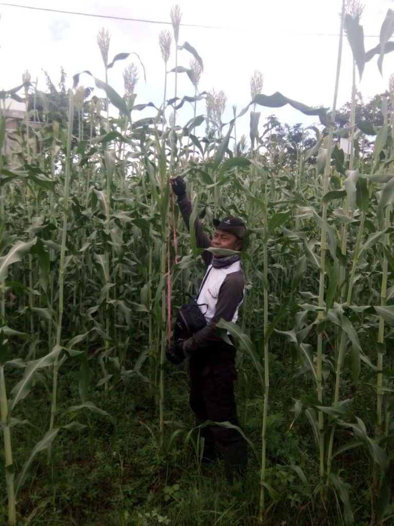 Optimalkan Lahan Marjinal, Kementan Dukung Situbondo Kembangkan Sorghum