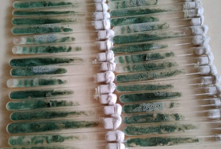 Amankan Produksi Pangan, Kementan Masifkan Penggunaan Agens Pengendali Hayati