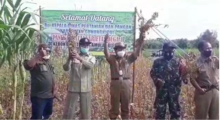 Dukung Kementan, Kabupaten Gunungkidul Targetkan Tanam Kedelai Varietas Unggul
