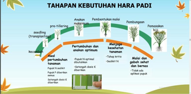 Pemupukan Berimbang Tingkatkan Produktivitas Pertanian