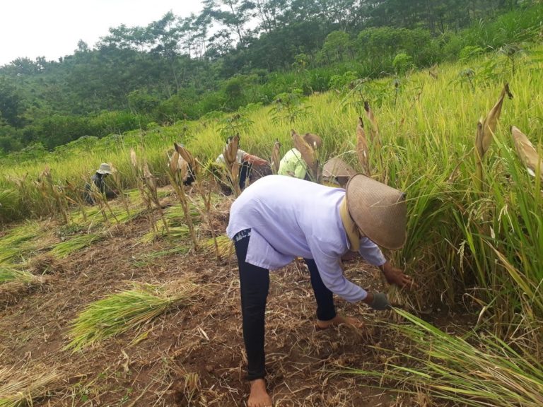 Gunungkidul Panen Ribuan Hektar Tanaman Palawija Pada Musim Tanam Pertama