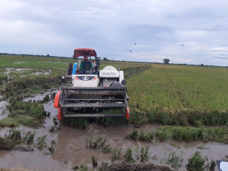 Siap Panen, Petani di Lahan Food Estate Raih Hasil Menggembirakan