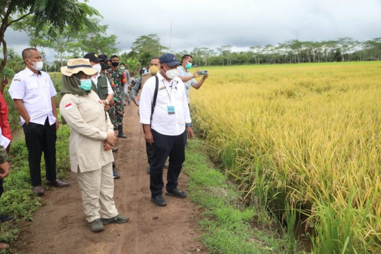 Petani Tepis Rumor Food Estate Kalteng Gagal Panen