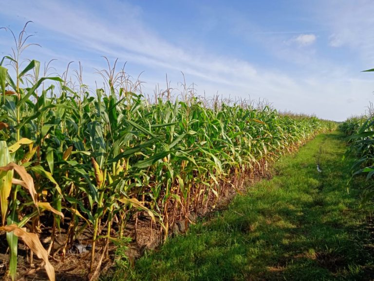 Stakeholder Siap Dukung Pengembangan Jagung Rendah Aflatoxin di Indonesia