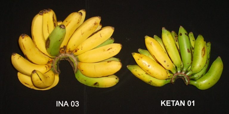 Melihat Kembali Pisang INA-03 Karya Kementerian Pertanian