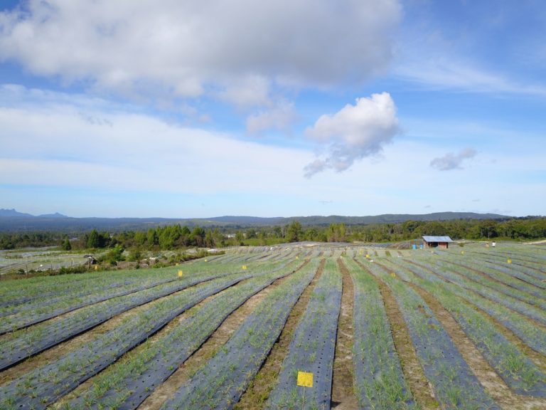Petani Food Estate Horti di Humbahas Mulai Panen