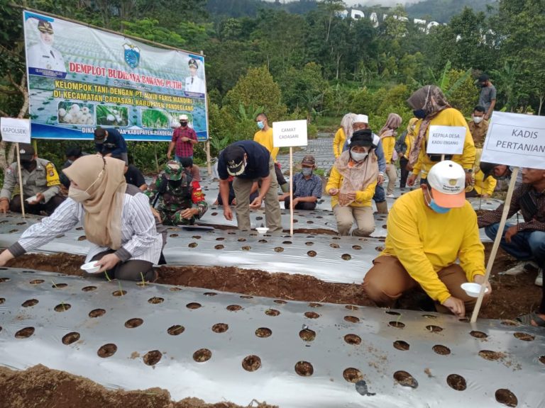 Pandeglang Siap Menjadi Sentra Bawang Putih Nasional