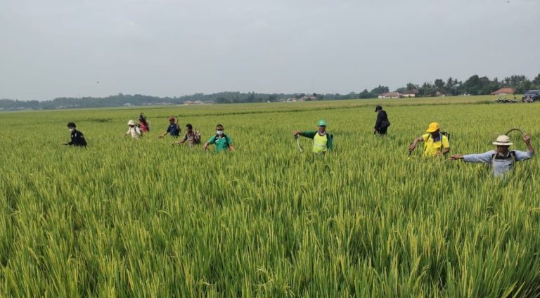 Kementan Gerak Cepat Atasi Hama Wereng Coklat di Bekasi