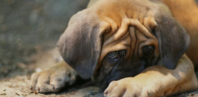 Pemerintah Terus Edukasi Masyarakat Soal Bahaya Daging Anjing