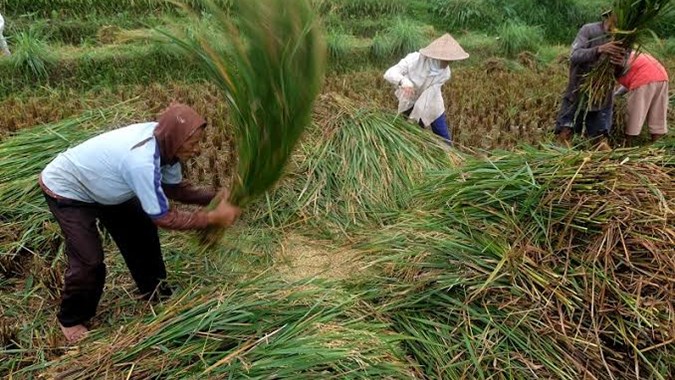 FAO Apresiasi Perkembangan Sektor Pertanian Indonesia Tumbuh Pesat