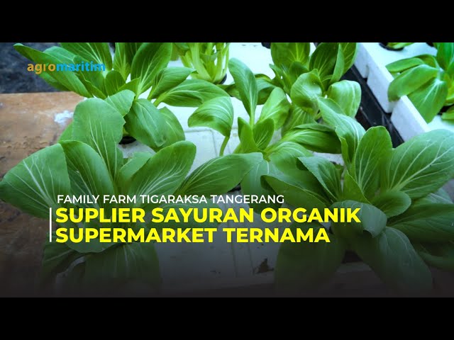 Imron; Petani Milenial Penggerak Kebun Pertanian Organik