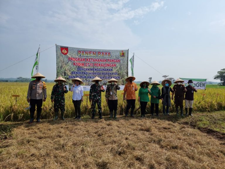 Berkat Pupuk Cair Organik, Petani dan Kodim Pekalongan Sukses Panen Padi di Lahan Tidur