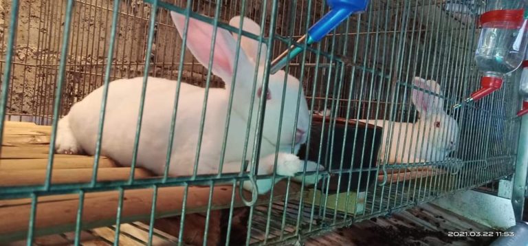 Inspirasi Ternak Kelinci Mini Rex Skala Rumahan