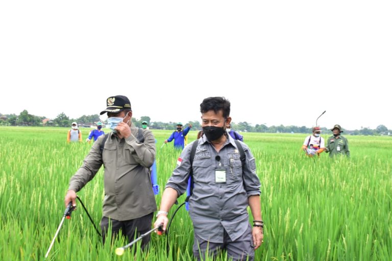 Perkuat Perekonomian, Mentan SYL Gerakan Padat Karya di Karanganyar