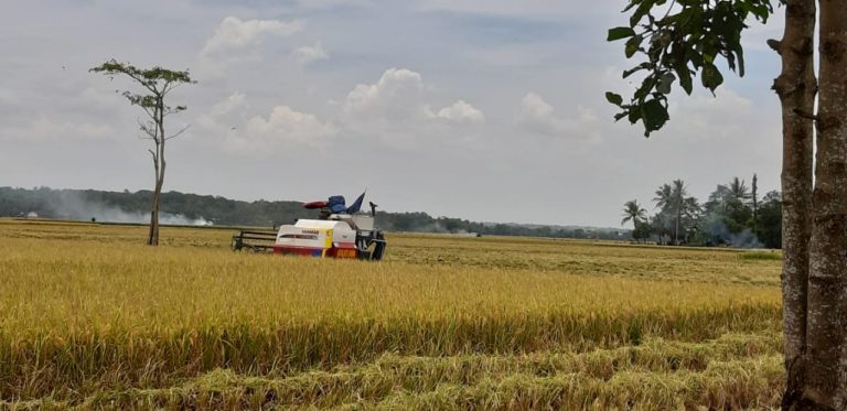 Panen Tiba, Kementan Berharap Pendapatan Petani Terangkat