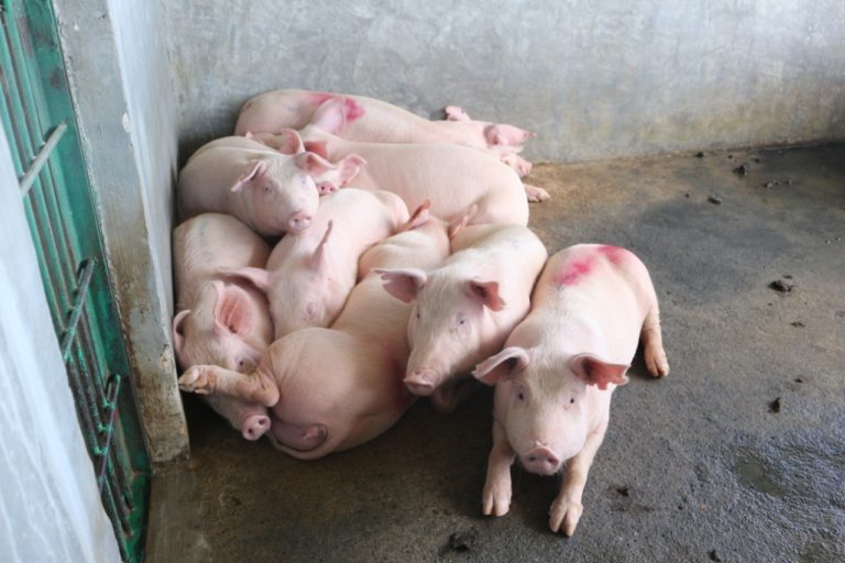 Tingginya Harga Daging Babi Hanya Terjadi di 3 Daerah