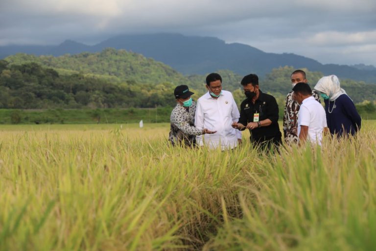 Mentan Dorong Kabupaten Barru Jadi Sentra Beras Nasional
