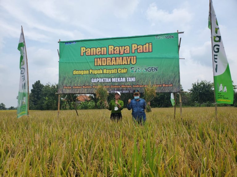 Pupuk Organik Cair Extragen Tingkatkan Produktivitas Hasil Pertanian