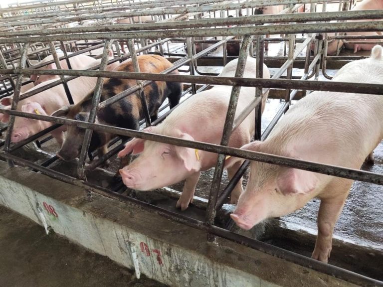 Kementan Segera Wujudkan Unit Perbibitan Babi Bebas ASF