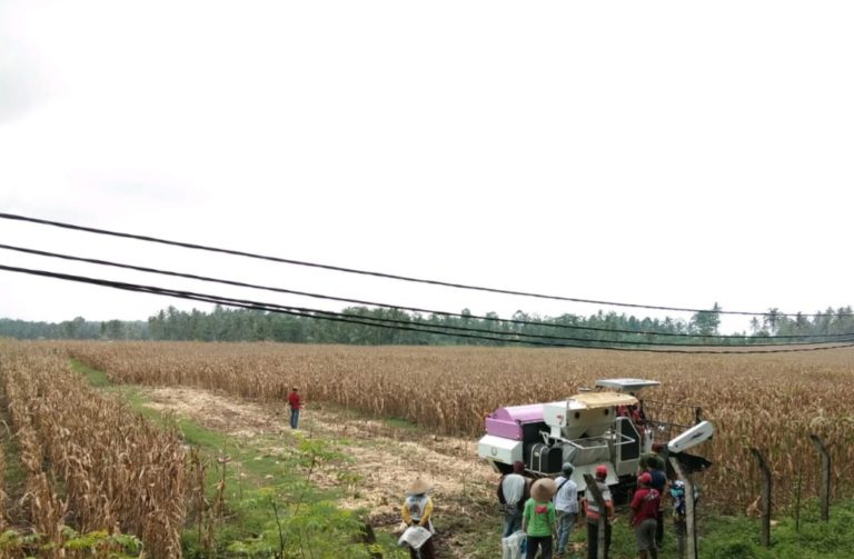 30 ton Jagung Rendah Aflatoxin Asal Lampung Selatan Berhasil Masuk Industri
