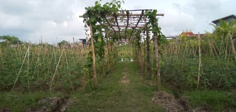 Kementan Ajak Masyarakat Tanam Cabai di Pekarangan Rumah