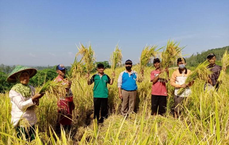 Petani Berterima Kasih, Panen Perdana Program PATB Padi di Cilacap Memuaskan
