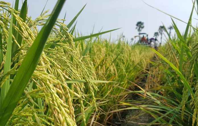 Terus Tingkatkan Produksi, Kementan Gunakan Benih Unggul Bersertifikat ...