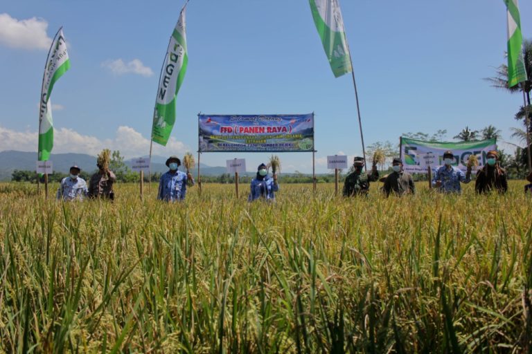 Gunakan Pupuk Hayati, Hasil Panen Padi Petani Magelang Tembus 10,1 Ton Per Hektar