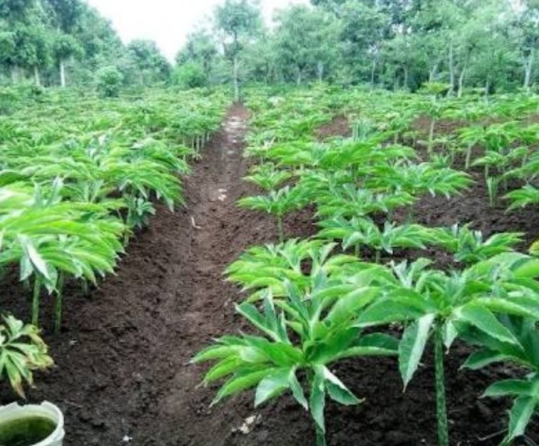 Kementan Galakan Penggunaan Pestisida Nabati untuk Atasi Penyakit Pada Porang dan Talas