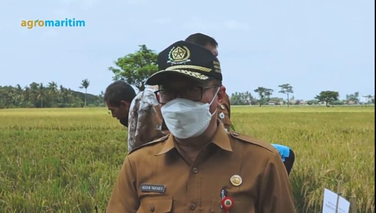 Kadis Pertanian Beberkan Faktor Pendukung Banten Masuk 10 Besar Produsen Beras Nasional