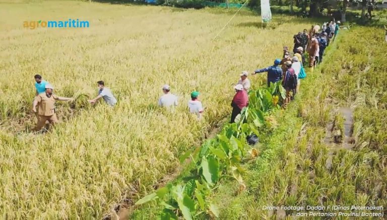 Geser Posisi Sumbar, Banten Peringkat Kesembilan Produsen Beras Nasional