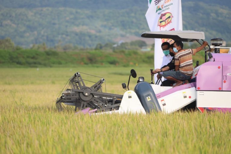 Panen di Jepara, Kostraling Kementan-Bulog Serap Gabah Petani 20.000 Ton