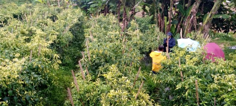 Petani Cabai Daerah Sentra Sepakat Turut Amankan Pasokan Cabai Jelang HBKN