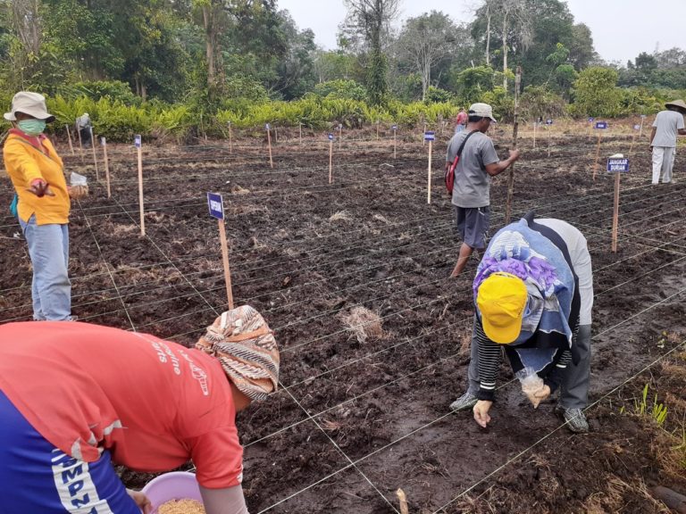 Dongkrak Produksi Beras, Riau Lirik Padi Gogo
