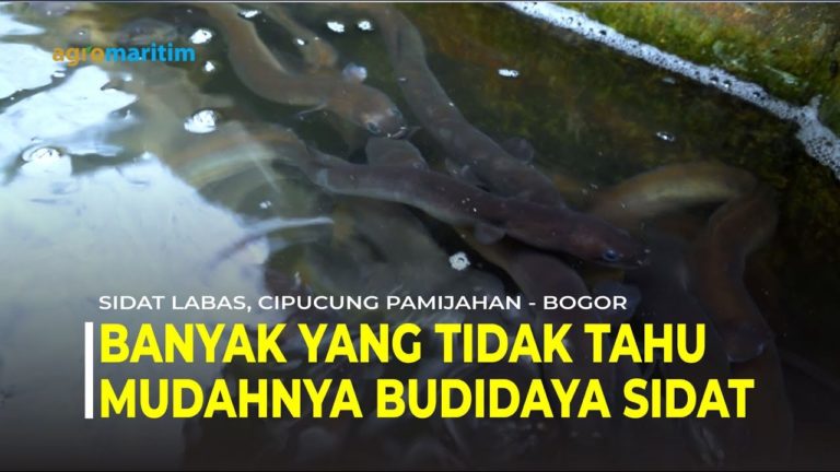 Cara Mudah Budidaya Sidat; Peluang dan Prospek Bisnisnya Menggiurkan 