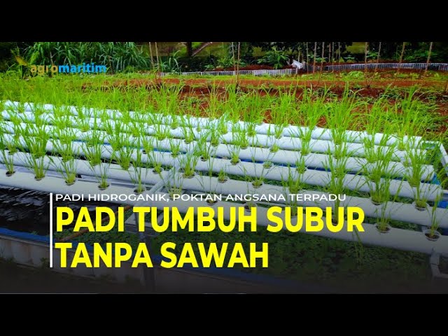 Menanam Padi Sistem Hidroganik Kreasi Warga Sawangan Depok