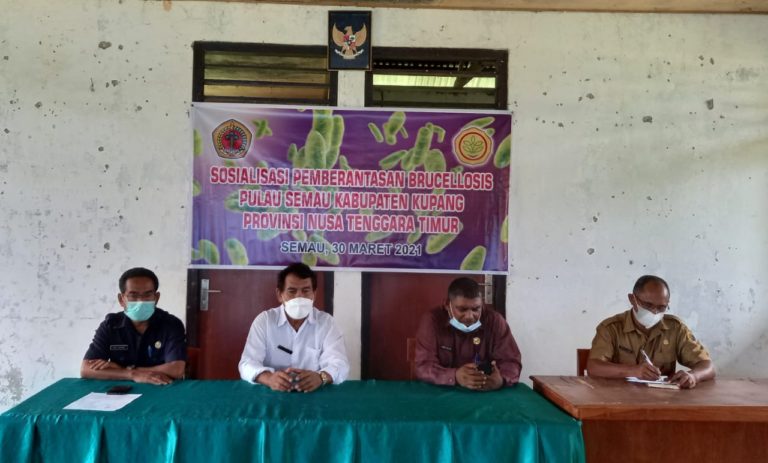 Kementan Upayakan Pulau Semau Tetap Bebas Penyakit Brucellosis
