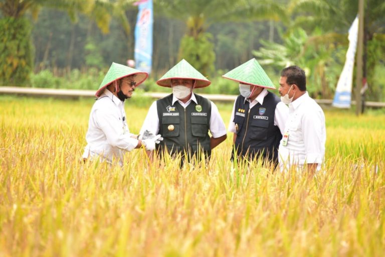 Mentan SYL Panen dan Gerakan Serap Gabah di Sumsel