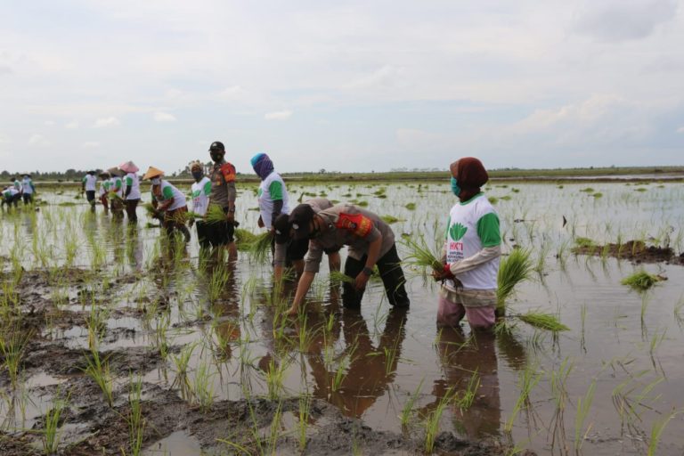 Dukung Food Estate, Kementan Maksimalkan Lahan di Dadahup