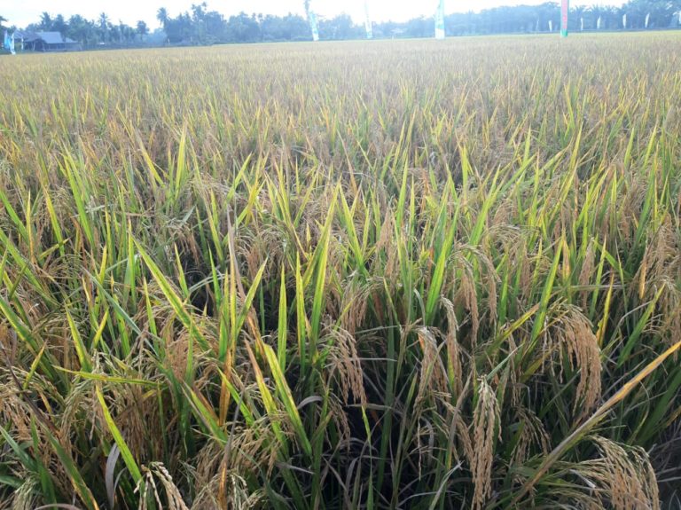 Kementan dan Mitra Masifkan Gerakan Serap Gabah Petani Pantura Jawa Barat