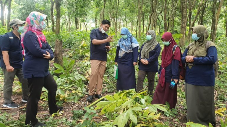 Langkah Awal Pengamanan Produksi, Kementan Inisiasi Identifikasi OPT Porang