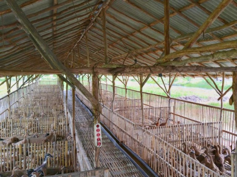 Berbasis Korporasi, Peternak Itik Food Estate Kalteng Meraih Hasil Menggembirakan